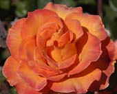 Realistic Orange Rose